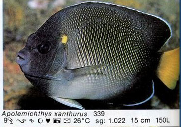 Apolemichthys xanthurus